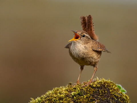 Wren, (Troglodytes troglodytes), male singing, UK 