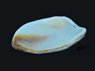 Fossiled clam (no. 2)