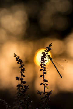 Small emerald damselfy (Lestes virens) silhouetted at sunset, resting on Heather. The Netherlands. September.   