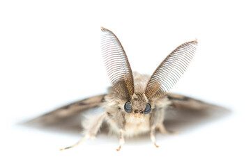 Gypsy moth (Lymantria dispar). De Kaaistoep Nature Reserve, Tilburg, The Netherlands. June. Controlled conditions. 