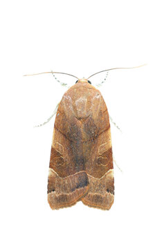 Broad-bordered yellow underwing moth (Noctua fimbriata). De Kaaistoep Nature Reserve, Tilburg, The Netherlands. June. Controlled conditions. 