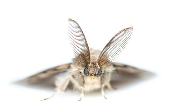 Gypsy moth (Lymantria dispar). De Kaaistoep Nature Reserve, Tilburg, The Netherlands. June. Controlled conditions. 