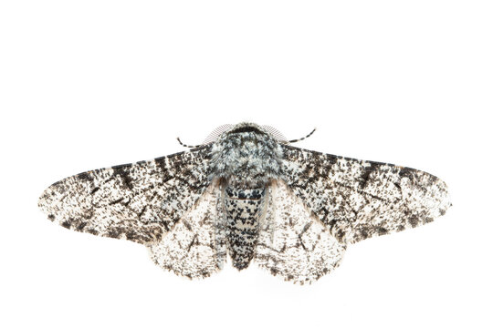 Peppered moth (Biston betularia). De Kaaistoep Nature Reserve, Tilburg, The Netherlands. June. Controlled conditions. 