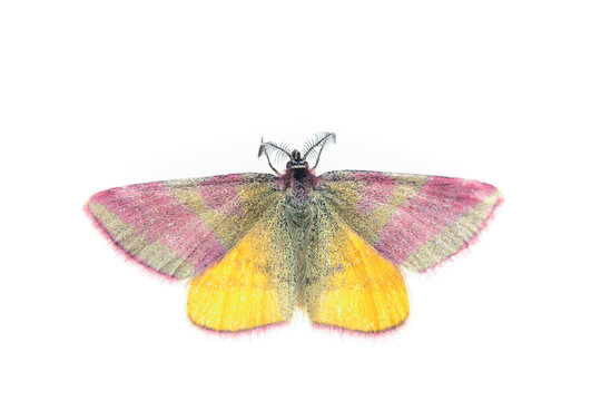 Purple-barred yellow moth (Lythria cruentaria). De Kaaistoep Nature Reserve, Tilburg, The Netherlands. June. Controlled conditions. 