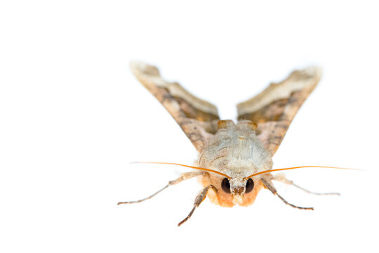 Angle shades moth (Phlogophora meticulosa). De Kaaistoep Nature Reserve, Tilburg, The Netherlands. April. Controlled conditions. 