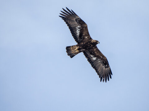 Golden eagle (Aquila chrysaetos) in flight. Lofoten, Norway. April. 