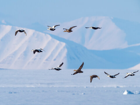 Eider duck (Somateria mollissima) flock in flight over snow. Isfjorden, Svalbard, Norway. April 2018. 