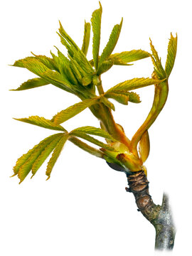Horse chestnut (Castanea sativa) new leaves, with white background. 