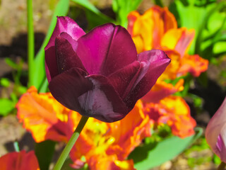 Tulip (Tulipa L.) Purple Lady on a blurred background