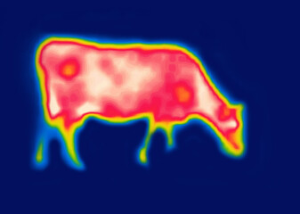 Red Cow. Modified image from thermal imager device.