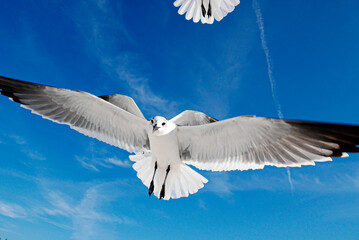 Seagull in the sky captured in Anna Maria Island, Florida by Christy Mandeville - obrazy, fototapety, plakaty