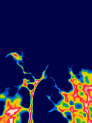 Winter trees, a snow-covered tree. Image from thermal imager device.