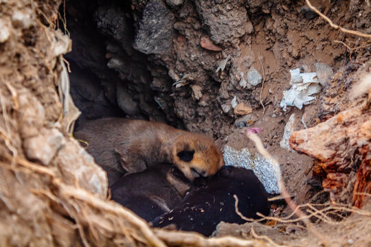 Documentary photo of stray dogs, the death of a dog and her puppy next to her