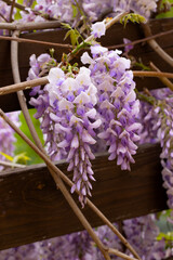 Beautifully blooming wisteria Traditional Japanese flower Purple flowers on background green leaves Spring floral background. Beautiful tree with fragrant, classic purple flowers in hanging clusters - 788517631