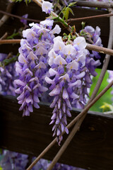 Beautifully blooming wisteria Traditional Japanese flower Purple flowers on background green leaves Spring floral background. Beautiful tree with fragrant, classic purple flowers in hanging clusters - 788518023