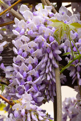 Beautifully blooming wisteria Traditional Japanese flower Purple flowers on background green leaves Spring floral background. Beautiful tree with fragrant, classic purple flowers in hanging clusters - 788518041