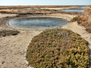 Wet saline, sulfide silt deposits. Perimeter vegetation of solonchac in form of perennial circular...