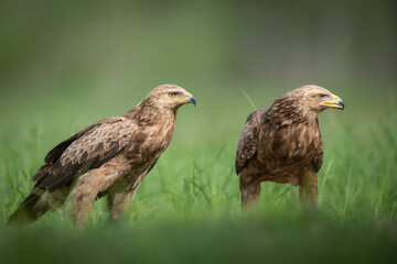 Birds of prey - pair Lesser Spotted Eagle Aquila pomarina bird on green meadow, hunting time
