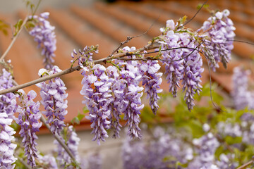 Beautifully blooming wisteria Traditional Japanese flower Purple flowers on background green leaves Spring floral background. Beautiful tree with fragrant, classic purple flowers in hanging clusters - 788518299