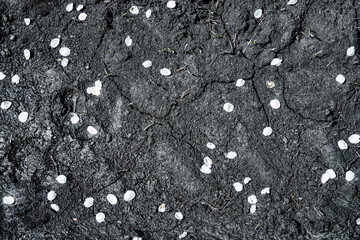 White apple petals on black mud. The concept of trampled virginity, innocence - obrazy, fototapety, plakaty