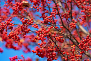 rowan tree with red berry branch background - 788522067