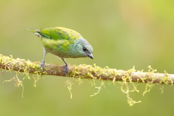 Black-capped Tanager (Tangara heinei) Female, Ecuador