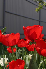 in the photo there are red tulips in the garden close-up