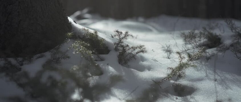 Snow covering the forest ground near pine trees in winter. Slow motion, close up.