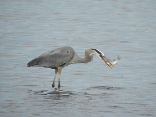 A hungry great blue heron with a white perch in its beak. Bombay Hook National Wildlife Refuge, Kent County, Delaware.