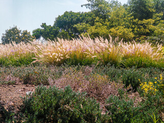 Beautiful vegetation in the main park of Bosa in the south of Bogotá – Colombia