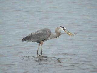 A hungry great blue heron with a white perch in its beak. Bombay Hook National Wildlife Refuge, Kent County, Delaware.