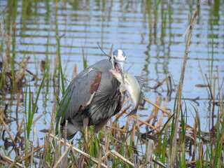 A hungry great blue heron with a white perch in its beak. Bombay Hook National Wildlife Refuge, Kent County, Delaware.