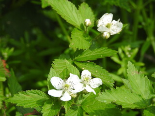 Common blackberry shrub bloomed, during the spring season. Bombay Hook National Wildlife Refuge,...