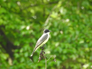 Eastern kingbird perched on branch at the Bombay Hook National Wildlife Refuge, Kent County, Delaware.