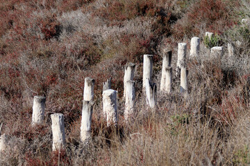 alignement de piquets de bois