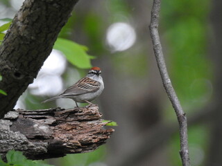 A chipping sparrow perched on a withered branch within a woodland forest. Bombay Hook National...