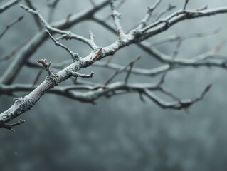 Obraz premium Macro shot of a bare, frosted tree branch against a soft, out of focus background.