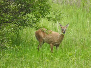 A hungry whitetail deer, doe, feeding on the lush green vegetation within the Bombay Hook National...