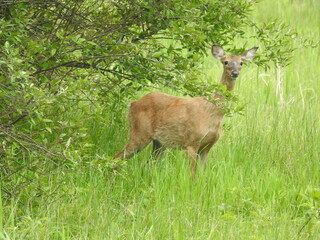 A whitetail deer, doe, living within the Bombay Hook National Wildlife Refuge, Kent County,...
