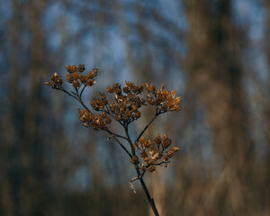 dry plant in the forest