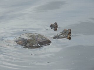 A pair of snapping turtles, male and female, mating during the spring season. Bombay Hook National...