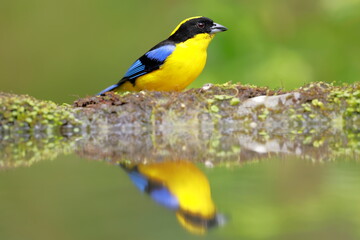 Blue-winged Mountain Tanager (Anisognathus somptuosus) Ecuador