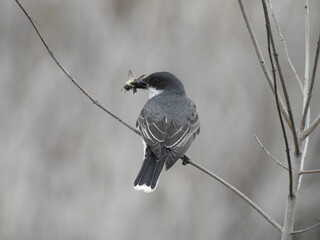 A hungry eastern kingbird with a bumble bee in its beak. Bombay Hook National Wildlife Refuge, Kent...