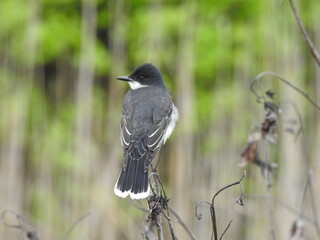 Eastern kingbird perched on branch at the Bombay Hook National Wildlife Refuge, Kent County,...