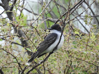 Eastern kingbird perched on branch at the Bombay Hook National Wildlife Refuge, Kent County,...