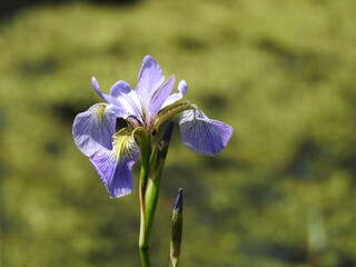 Southern blue flag, Iris virginica, bloomed, during the spring season, within the wetlands of the...
