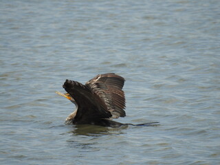 A juvenile, double-crested cormorant, flapping its wings, while swimming in the wetland waters of the Bombay Hook National Wildlife Refuge, Kent County, Delaware.