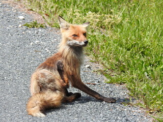 A red fox scratching itself, living within the Bombay Hook National Wildlife Refuge, Kent county,...