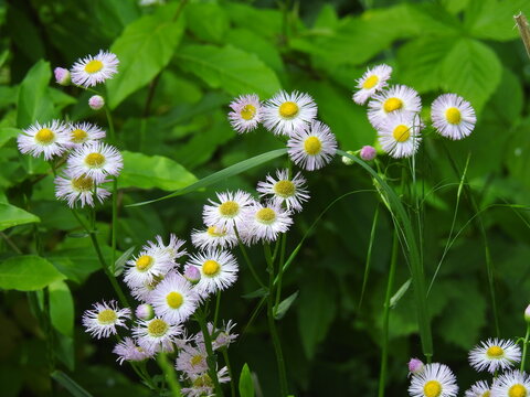 Philadelphia fleabane, erigeron philadelphicus, bloomed within the wilderness of the Bombay Hook National Wildlife Refuge, Kent County, Delaware.
