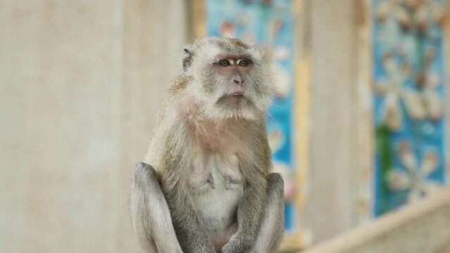 Close-up of macaque monkey sitting and scratching itself.